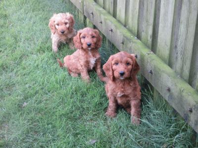 Cockapoo puppies in Carlow
